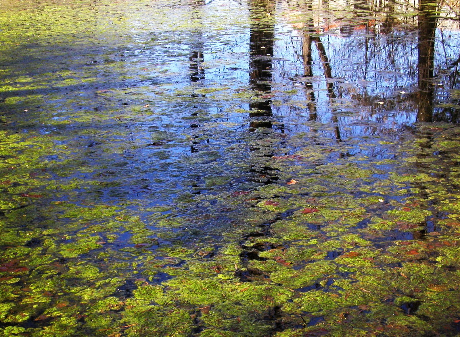 an image of trees in the water and algae on the bank