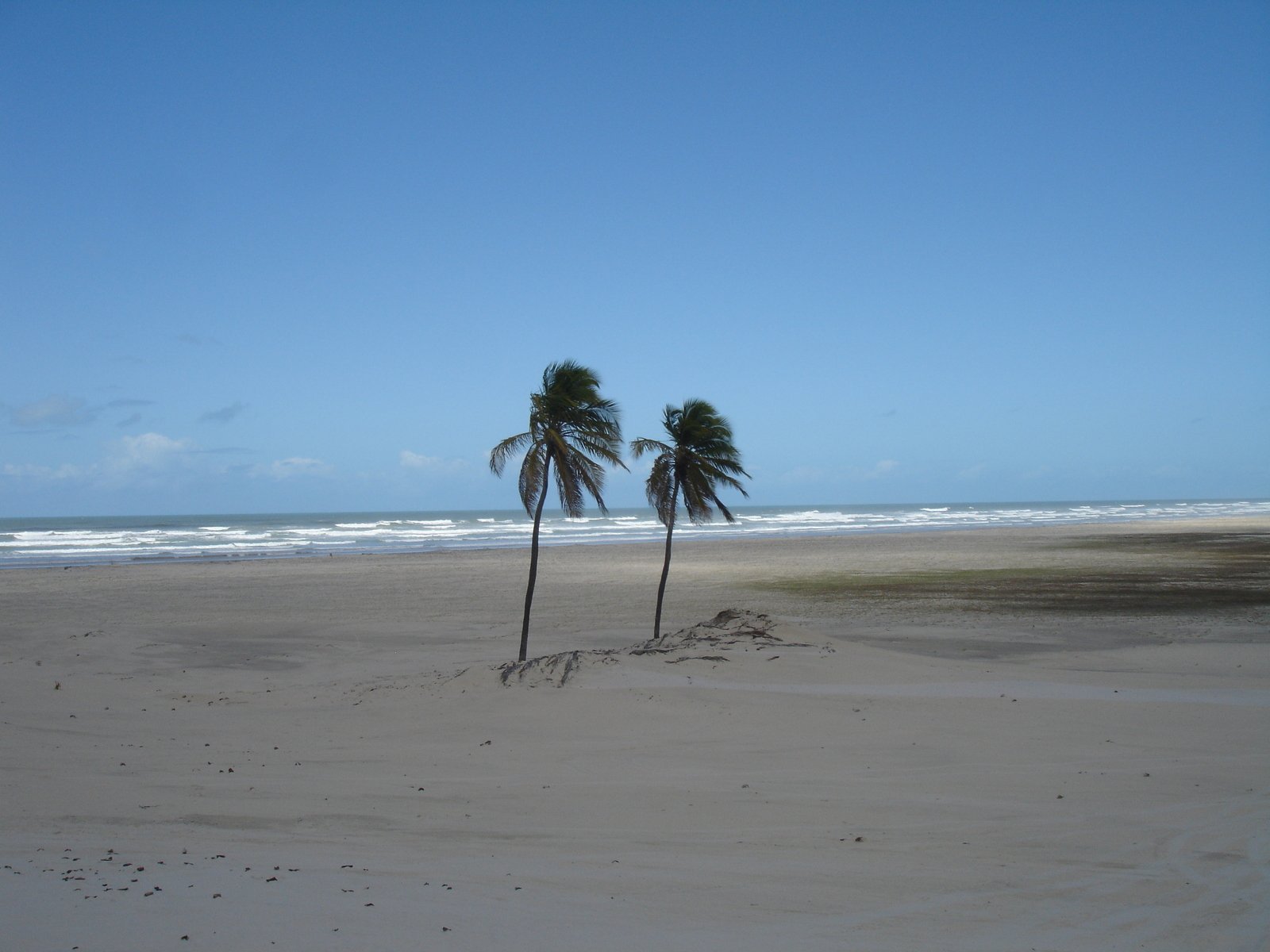 three small palm trees stand in the sand on the beach