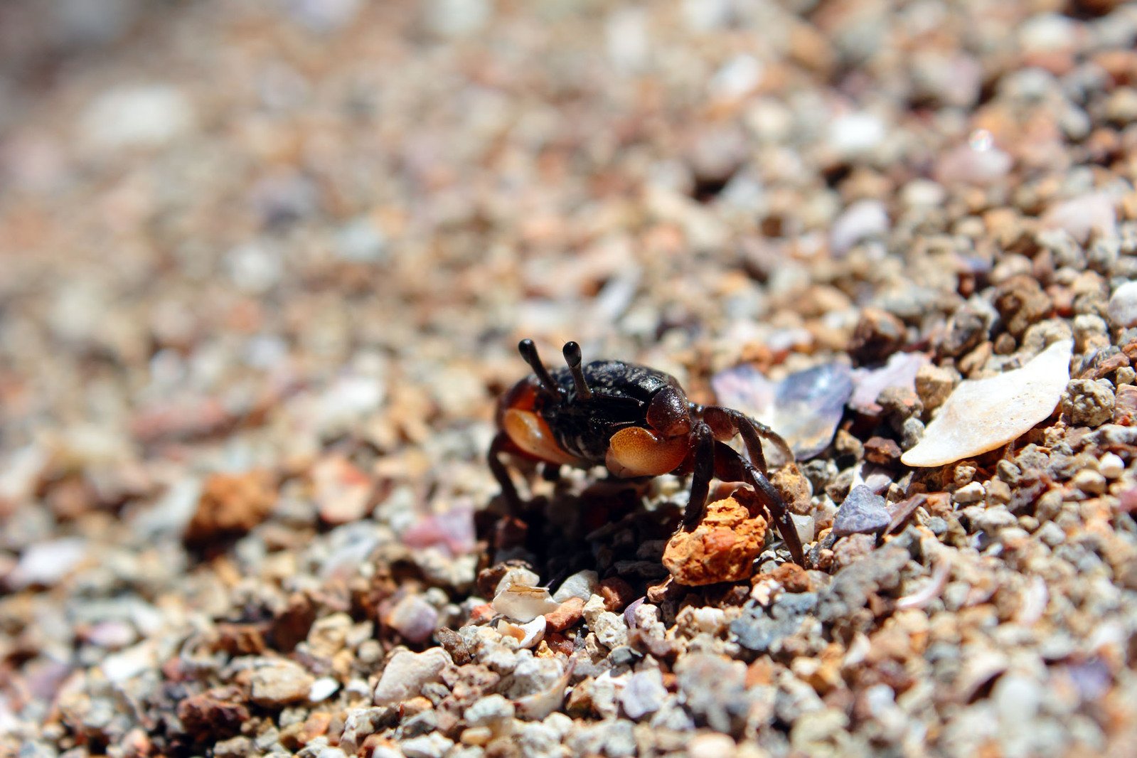 small black spider crawling on some gravel