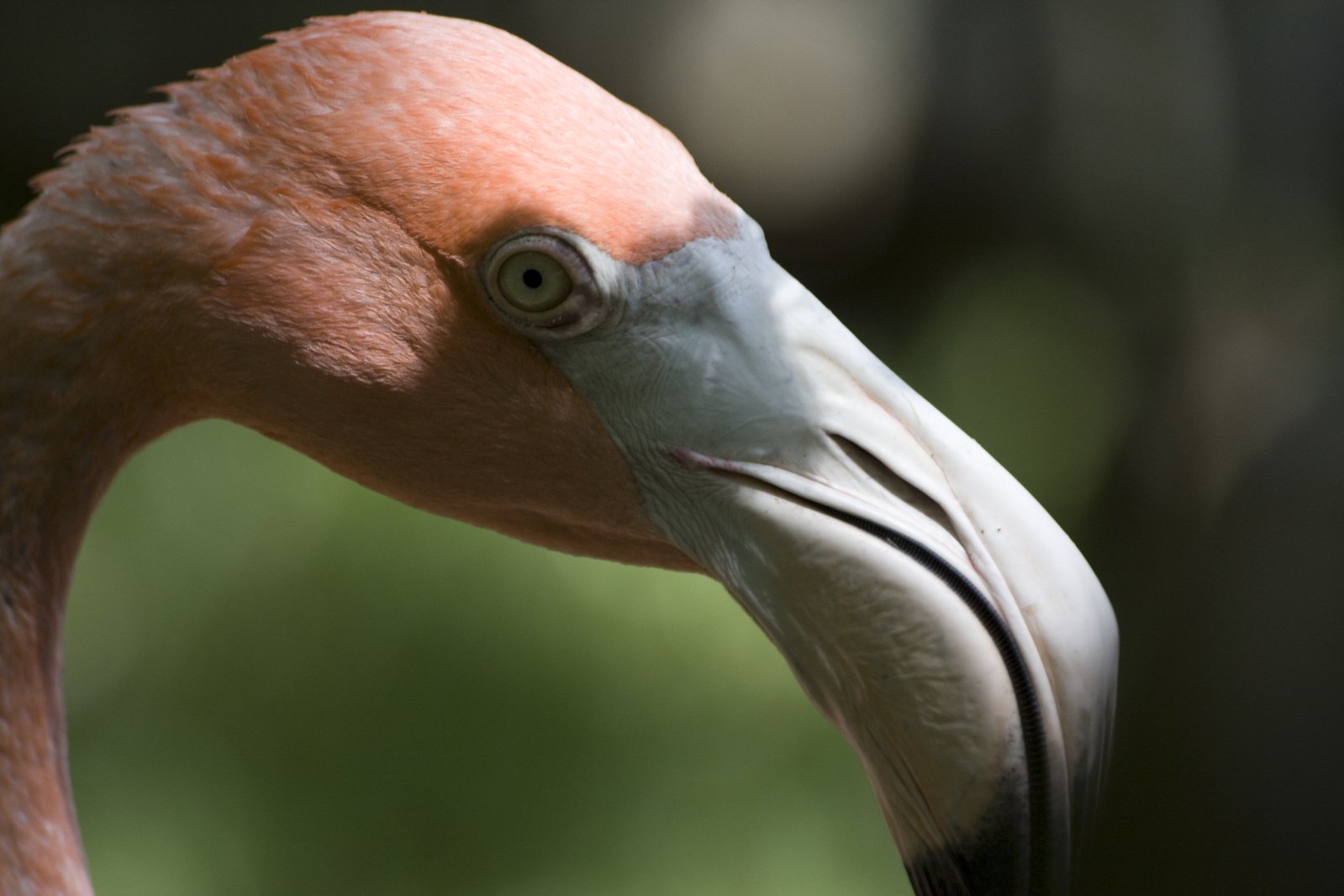 the head of a pink bird with a long beak and a large bill