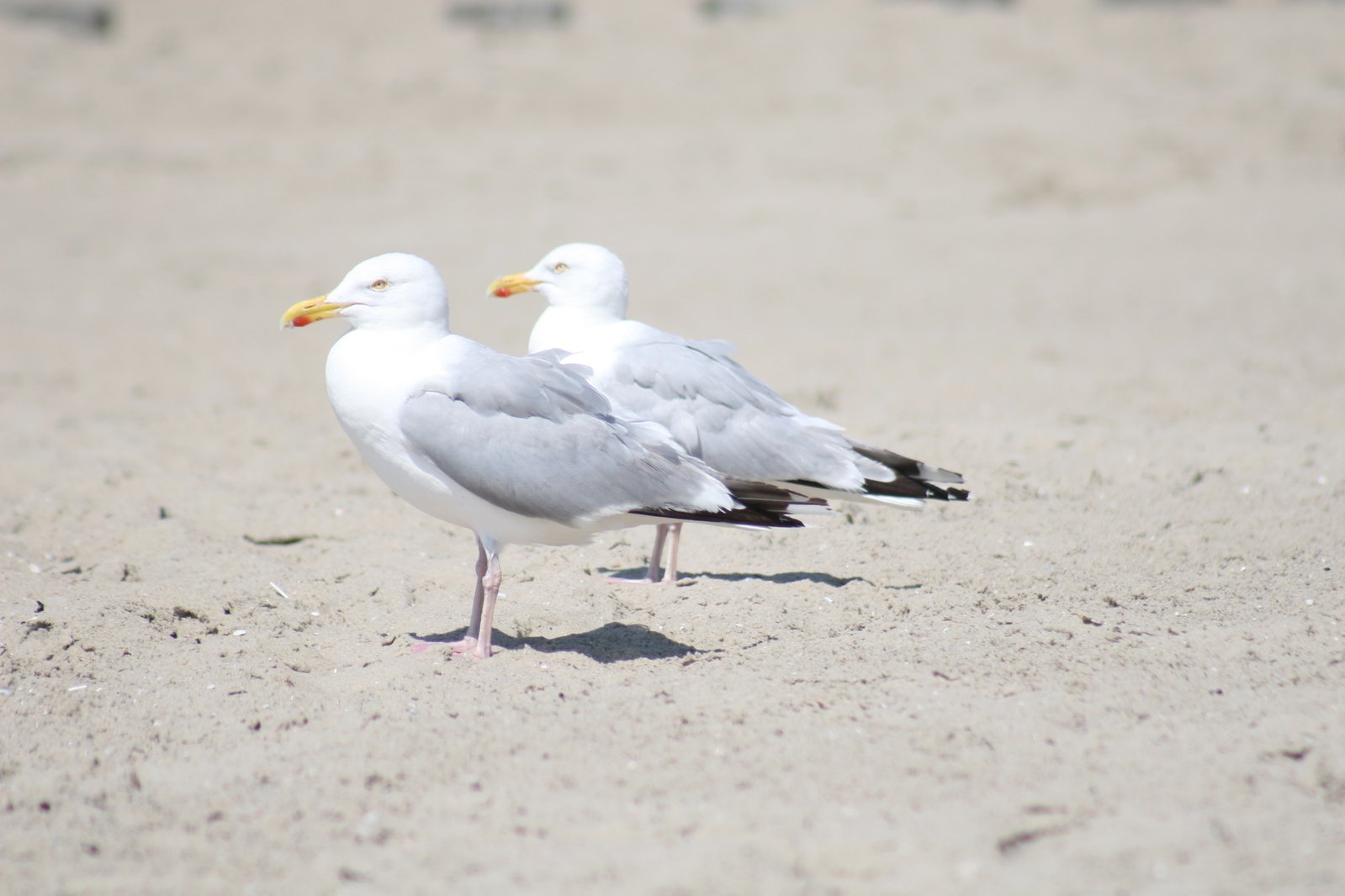 two seagulls standing on the sand in the sand