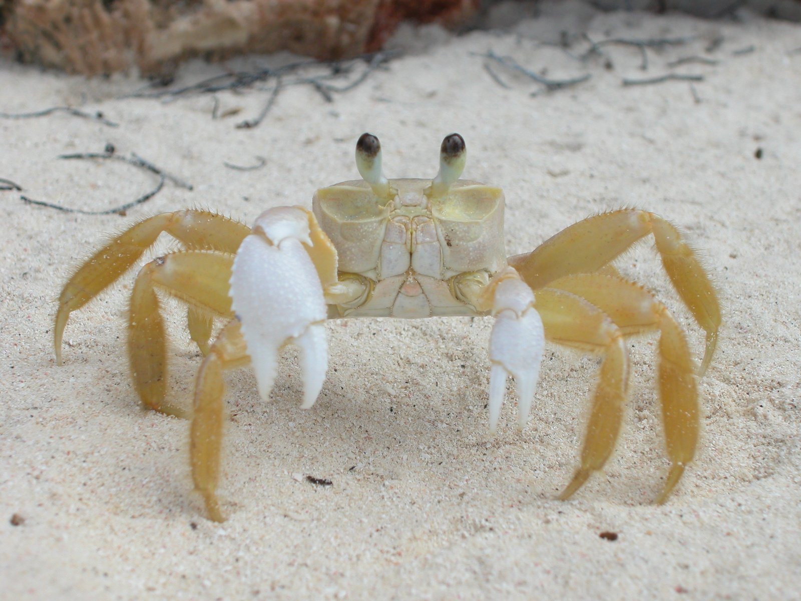 a crab toy sitting in the sand with a smaller one behind it