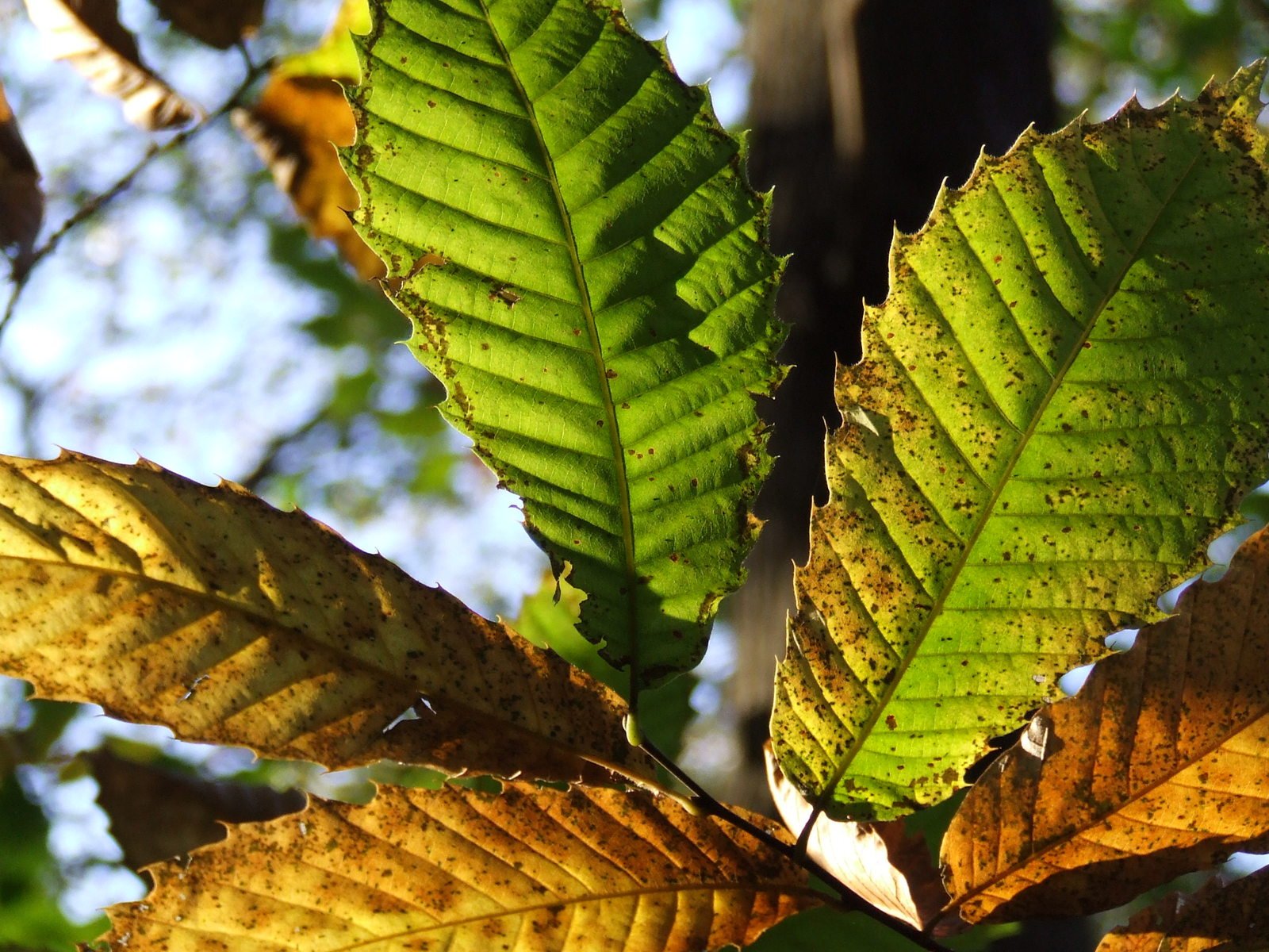 the bright leaves are yellow and green