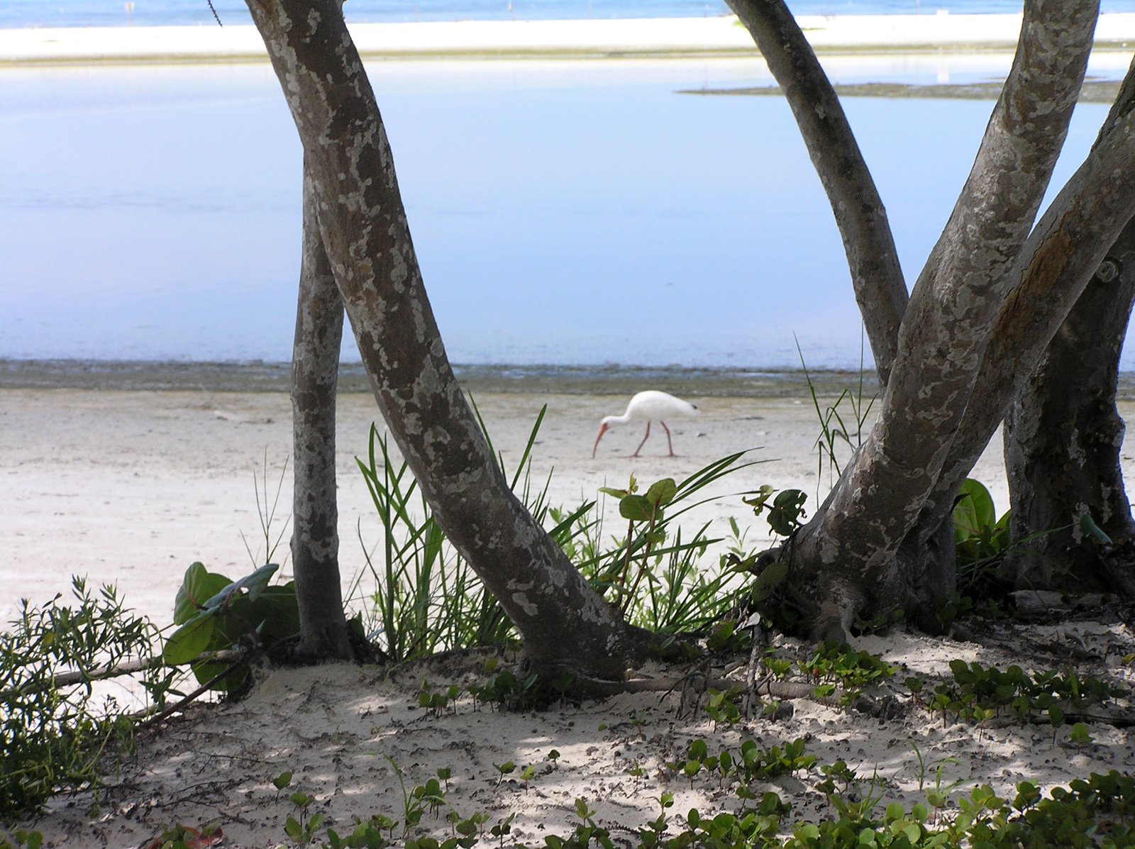 a single bird walking along some sand under some trees