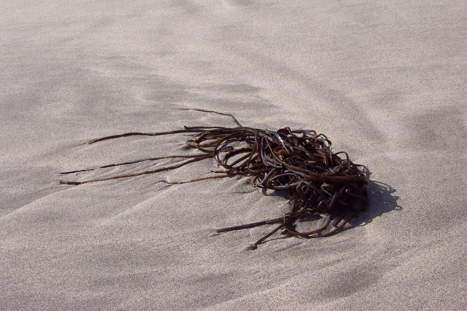 twigs are on the sand of the beach