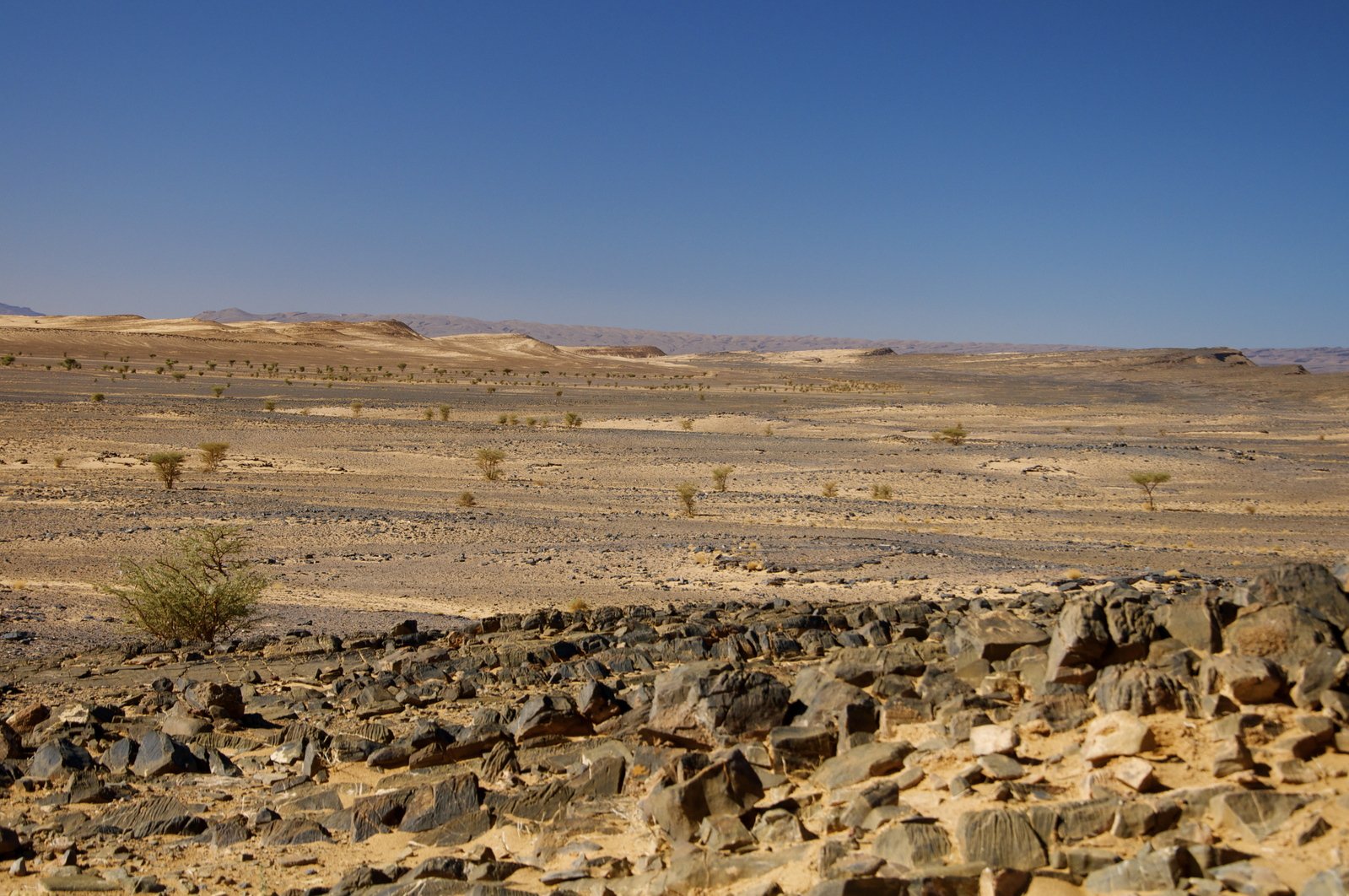 a field with rocks and a dry green tree in the middle