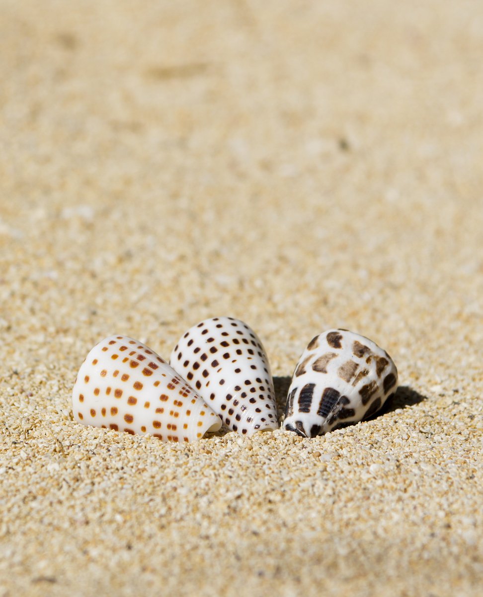 some sea shells on sand and one has spotted a erfly