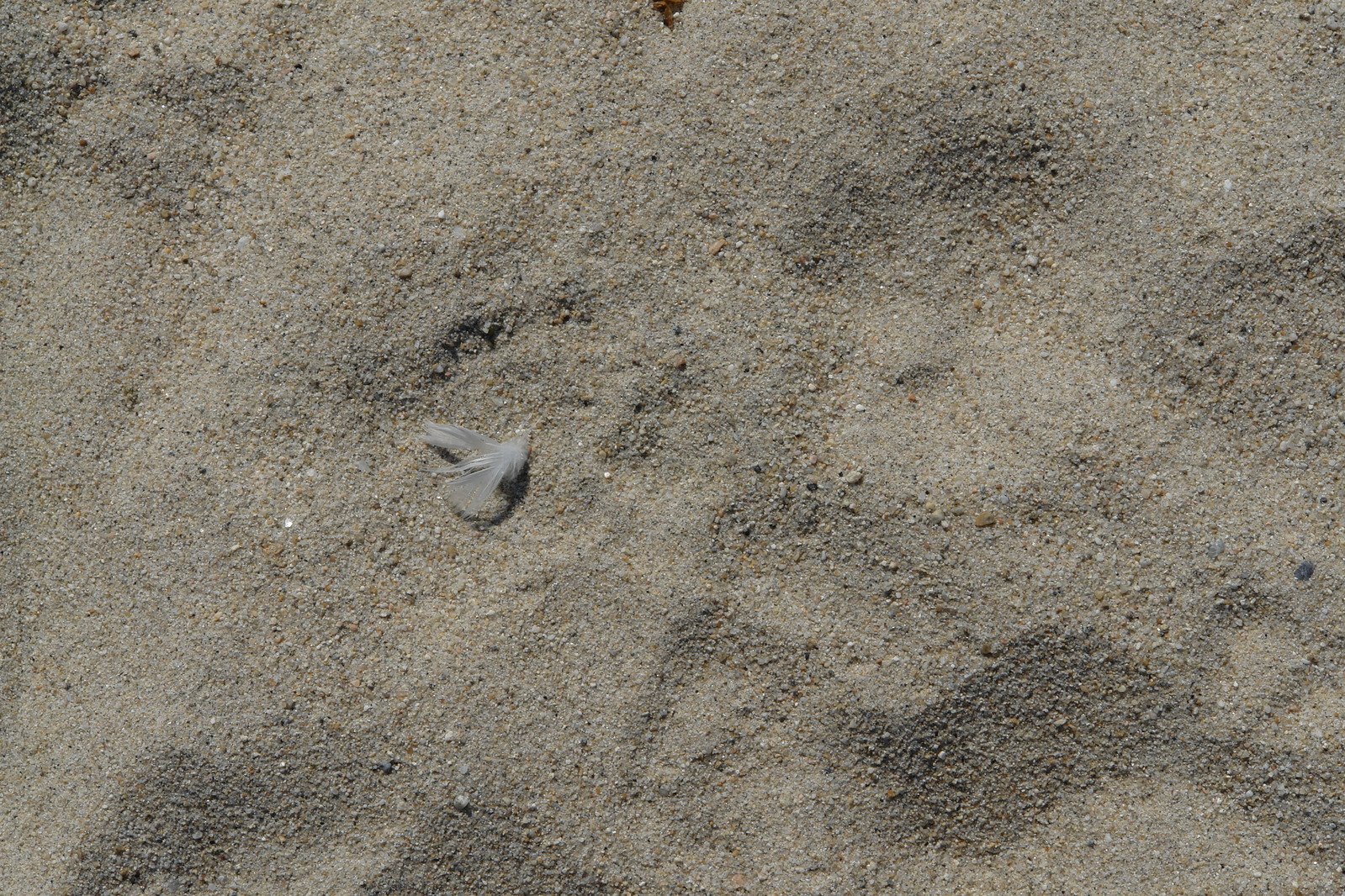 an animal's paw prints are seen on the sand
