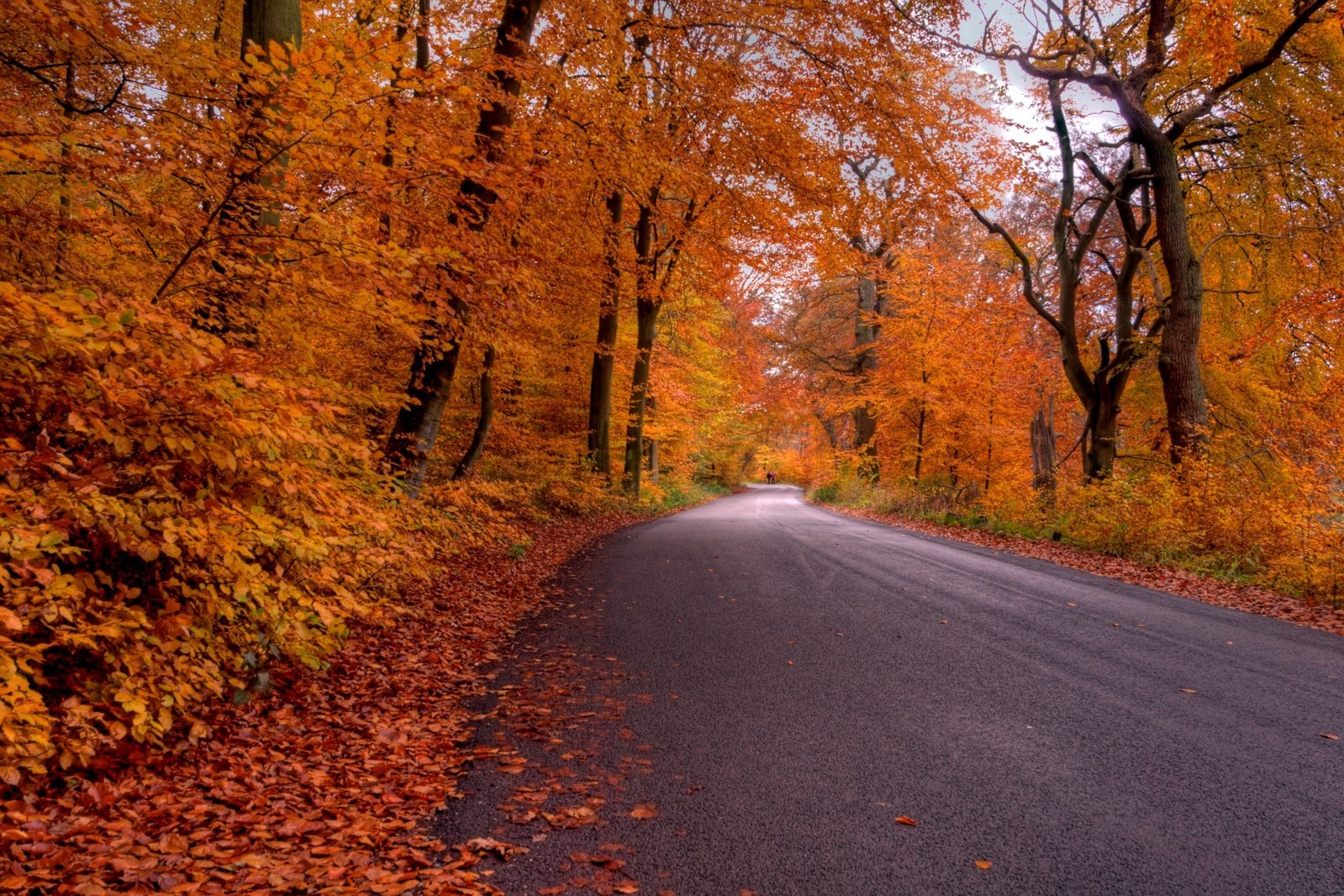 autumn trees with leaves on the ground and a road lined with trees that are red