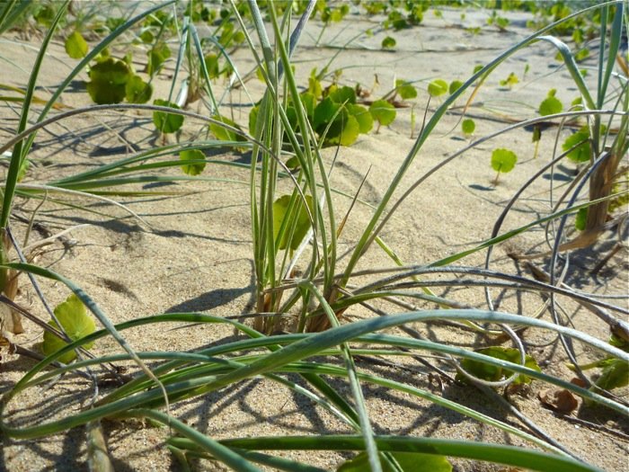 the green plants are growing in the sand