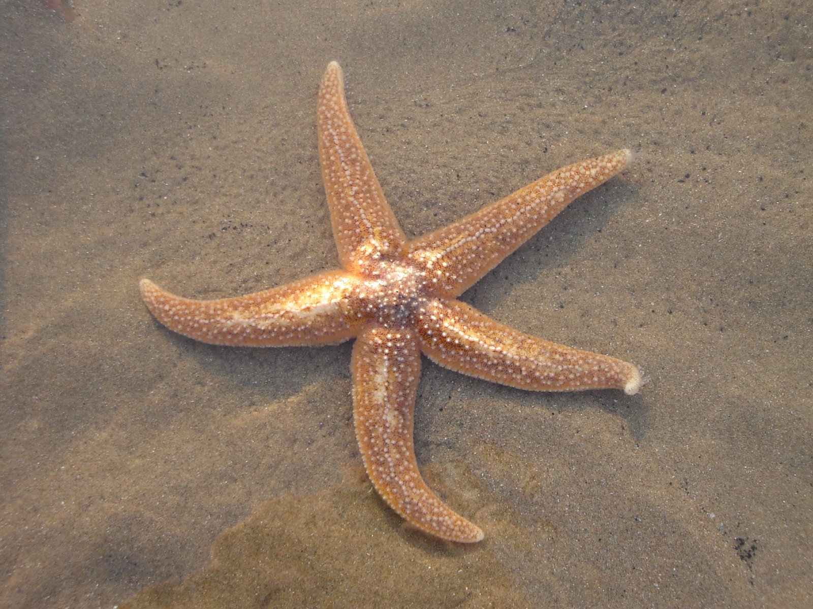 a lone starfish in the water on the beach