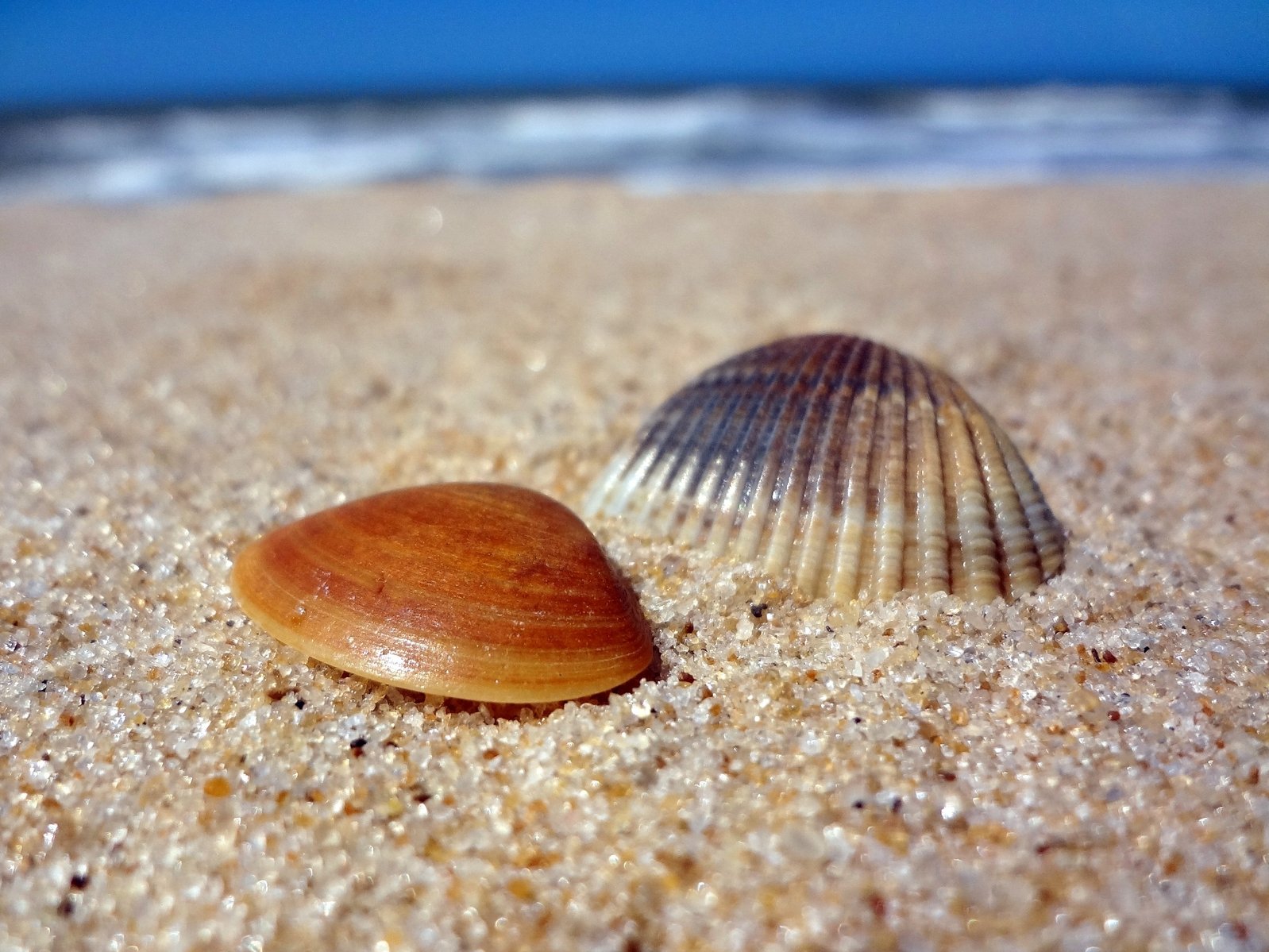 two seashells sit together on the sand on a beach