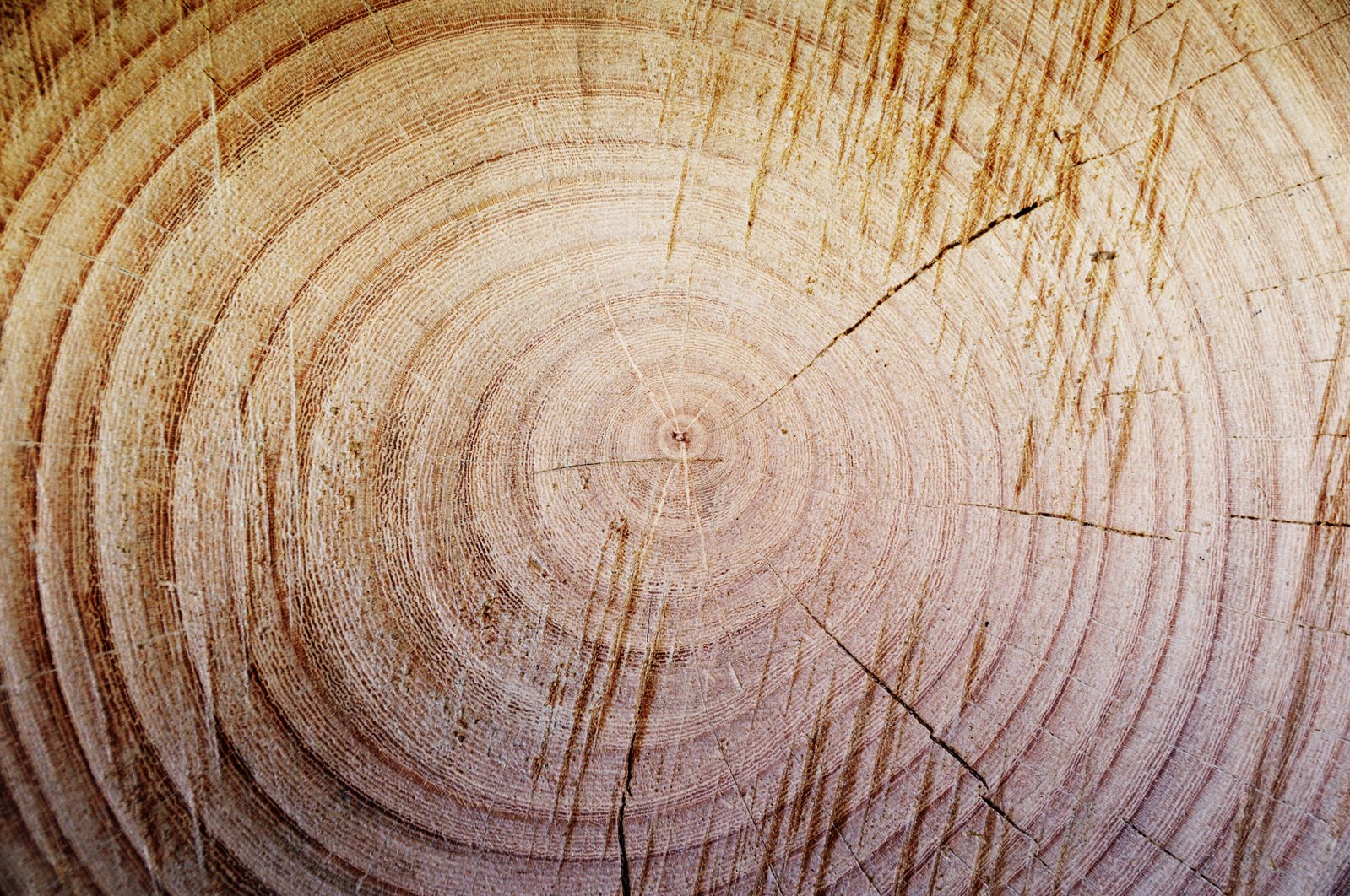 a close up image of a section of wood