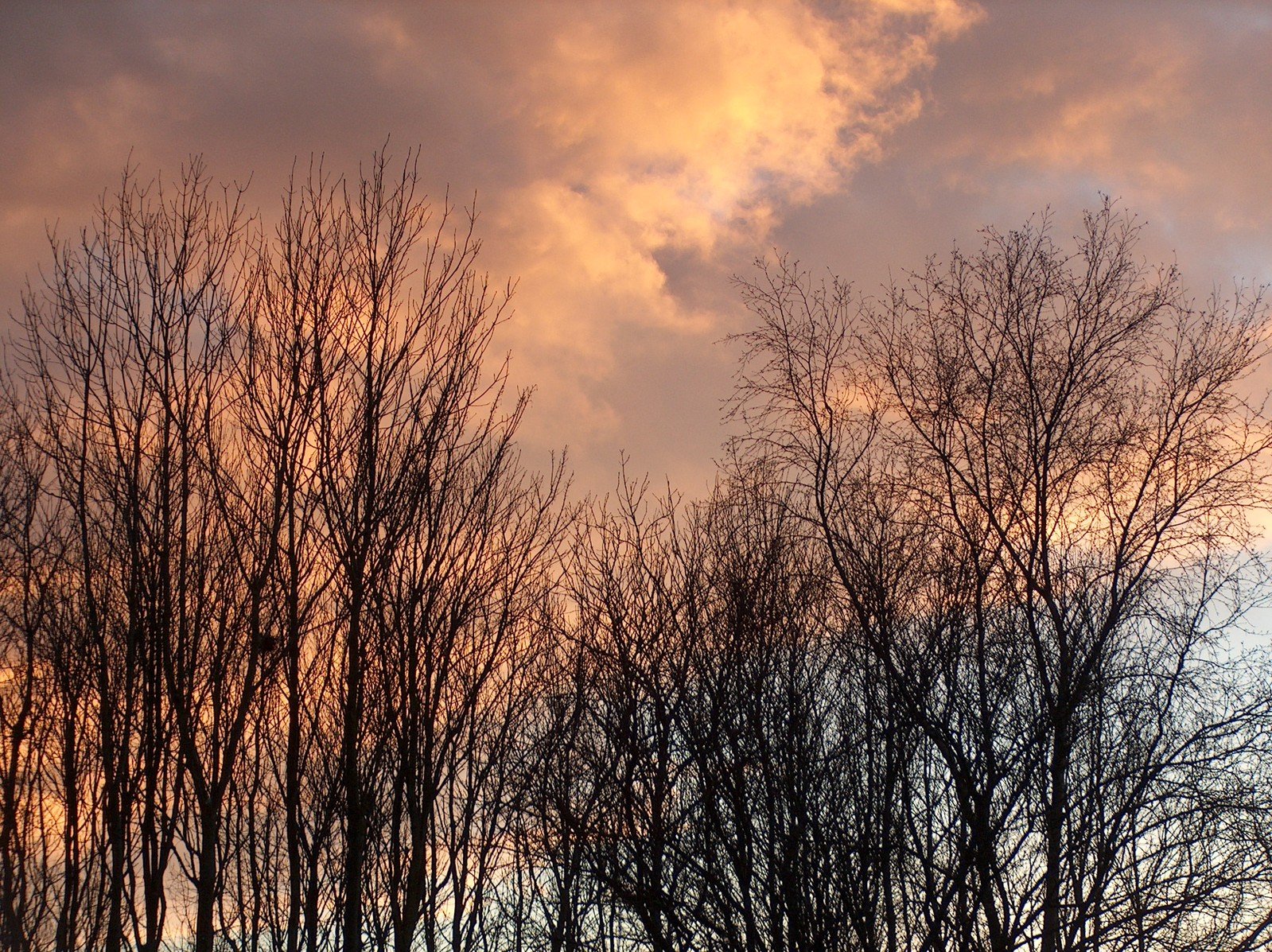 sunset behind the sky with thin trees