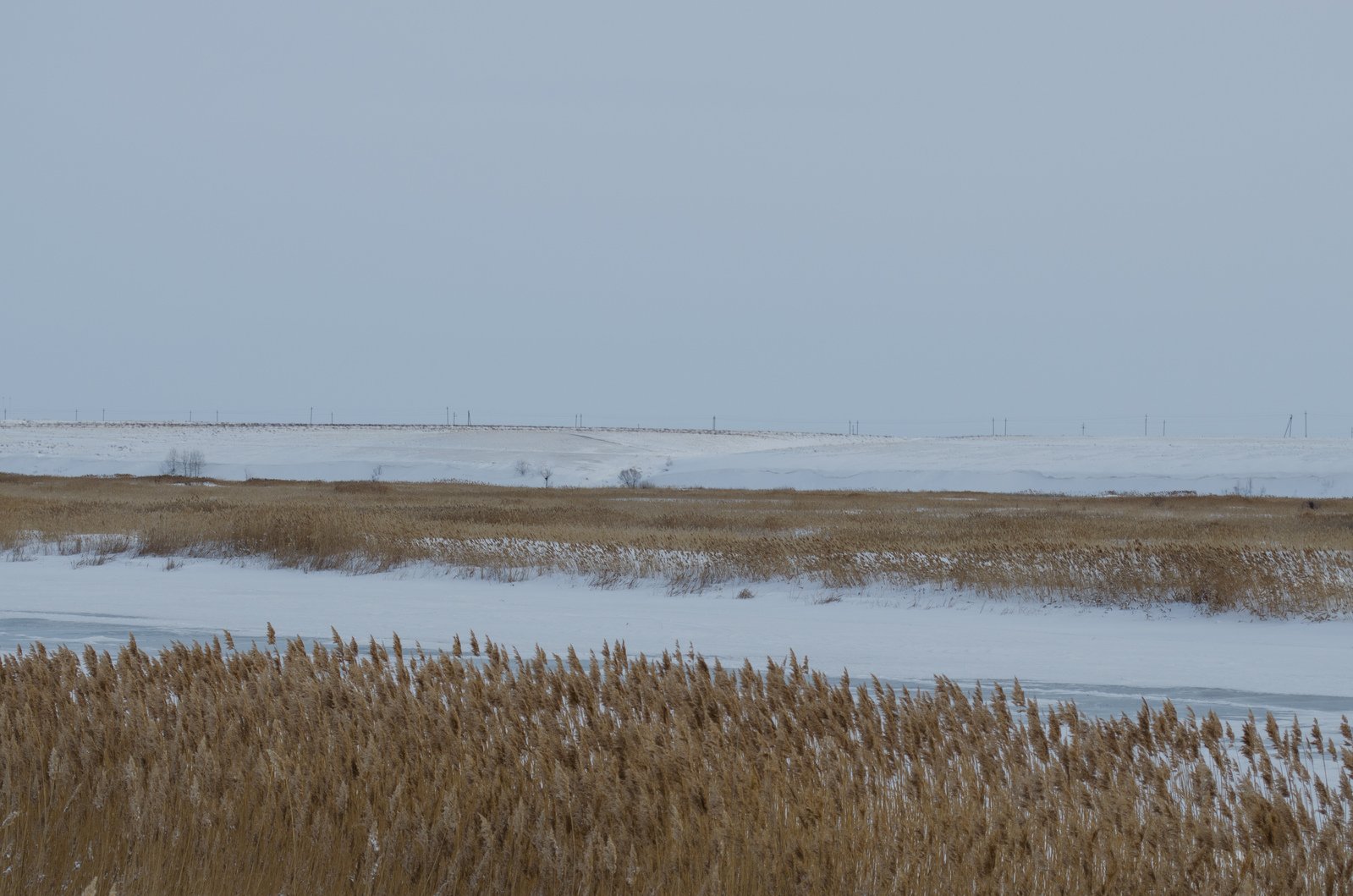 an image of marshy marshland in the winter