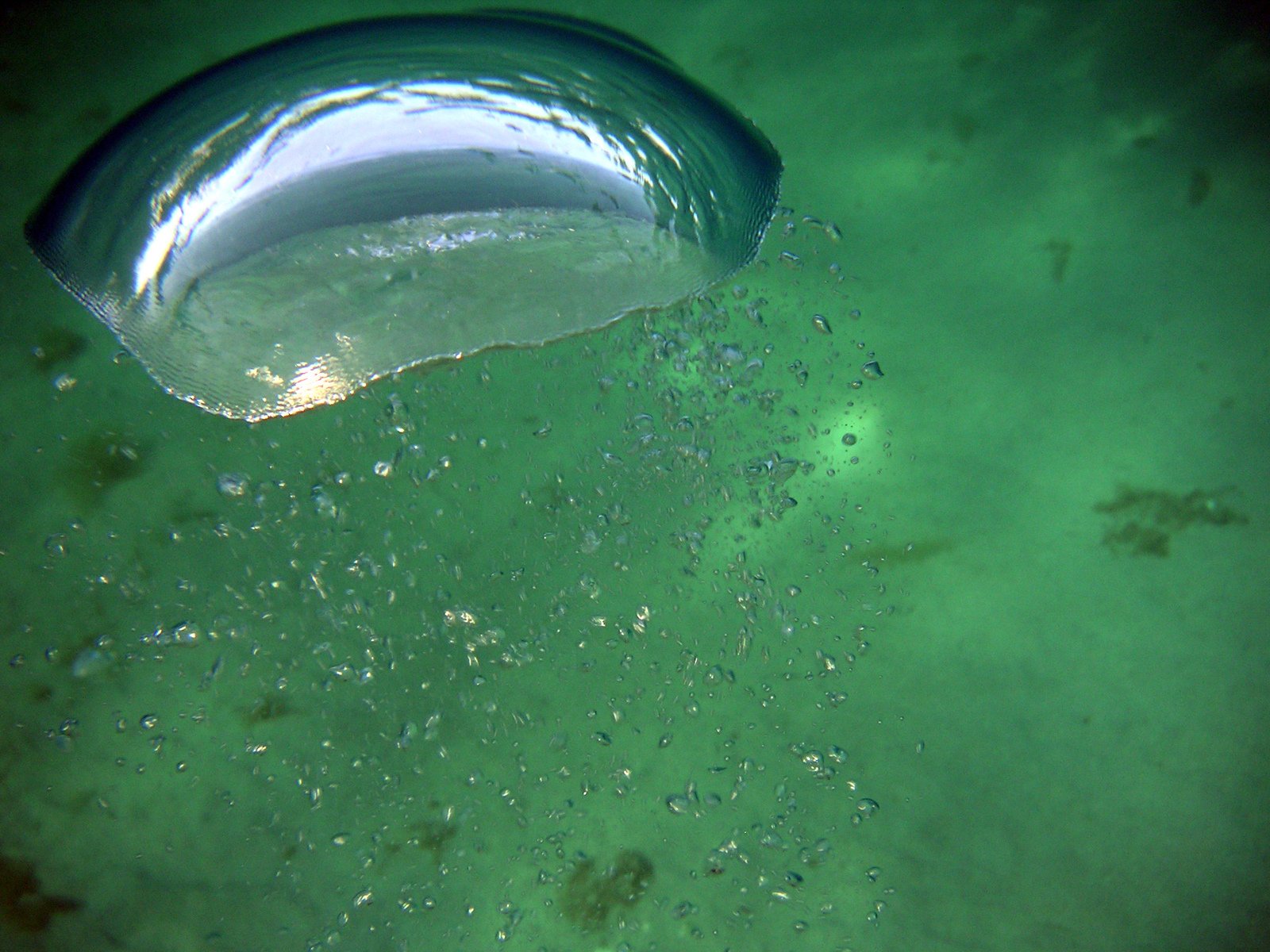 a view down into a green stream with some bubbles