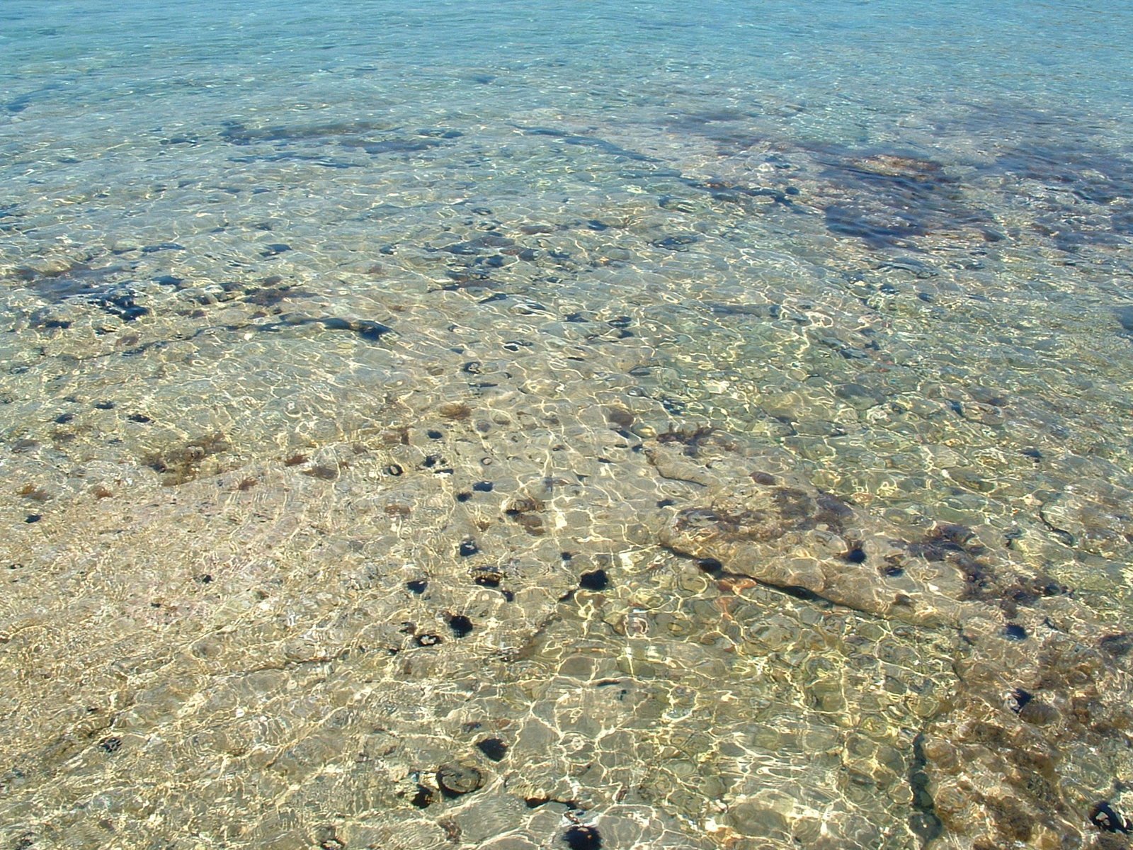 the clear, shallow water of an ocean