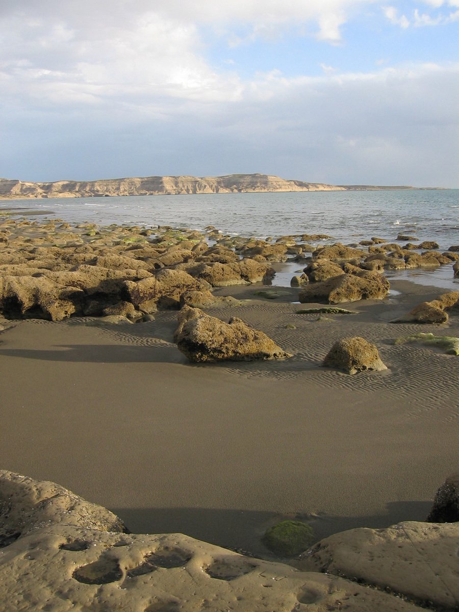 there are very many seaweed at the beach