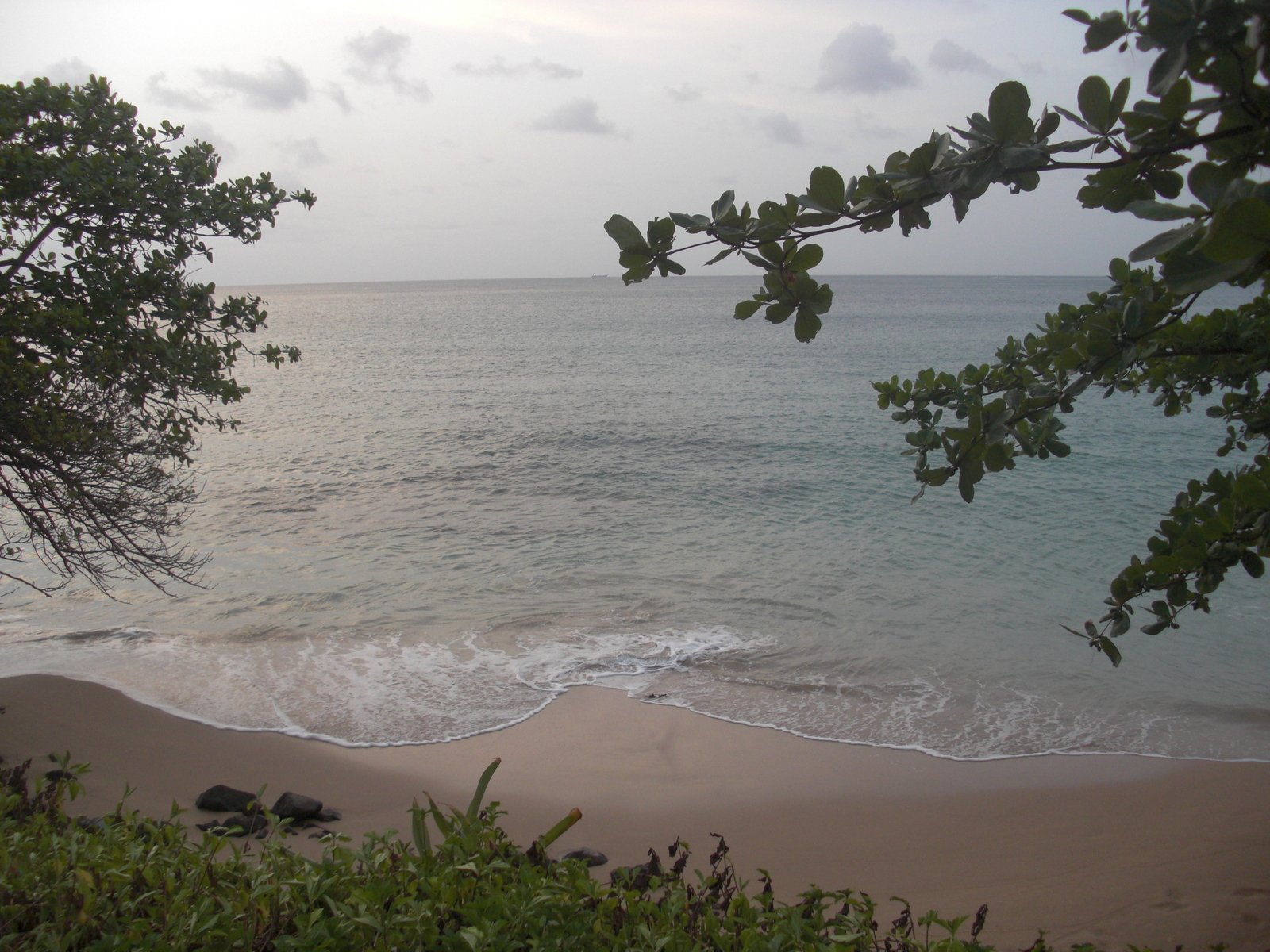 the beach has green and brown vegetation growing out of it