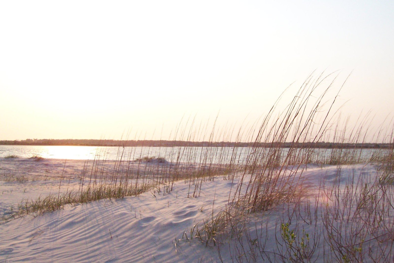 the sun shines through the long thin reeds