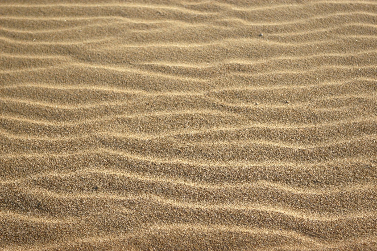 a sand desert with a small bird standing in the sand