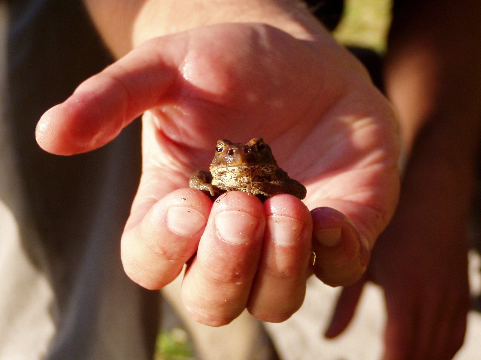 this is a small frog that has landed on its hand