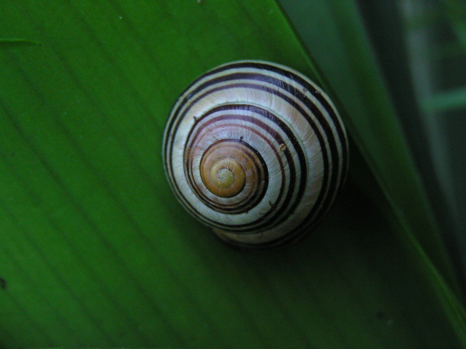 a snail that is standing on a green leaf