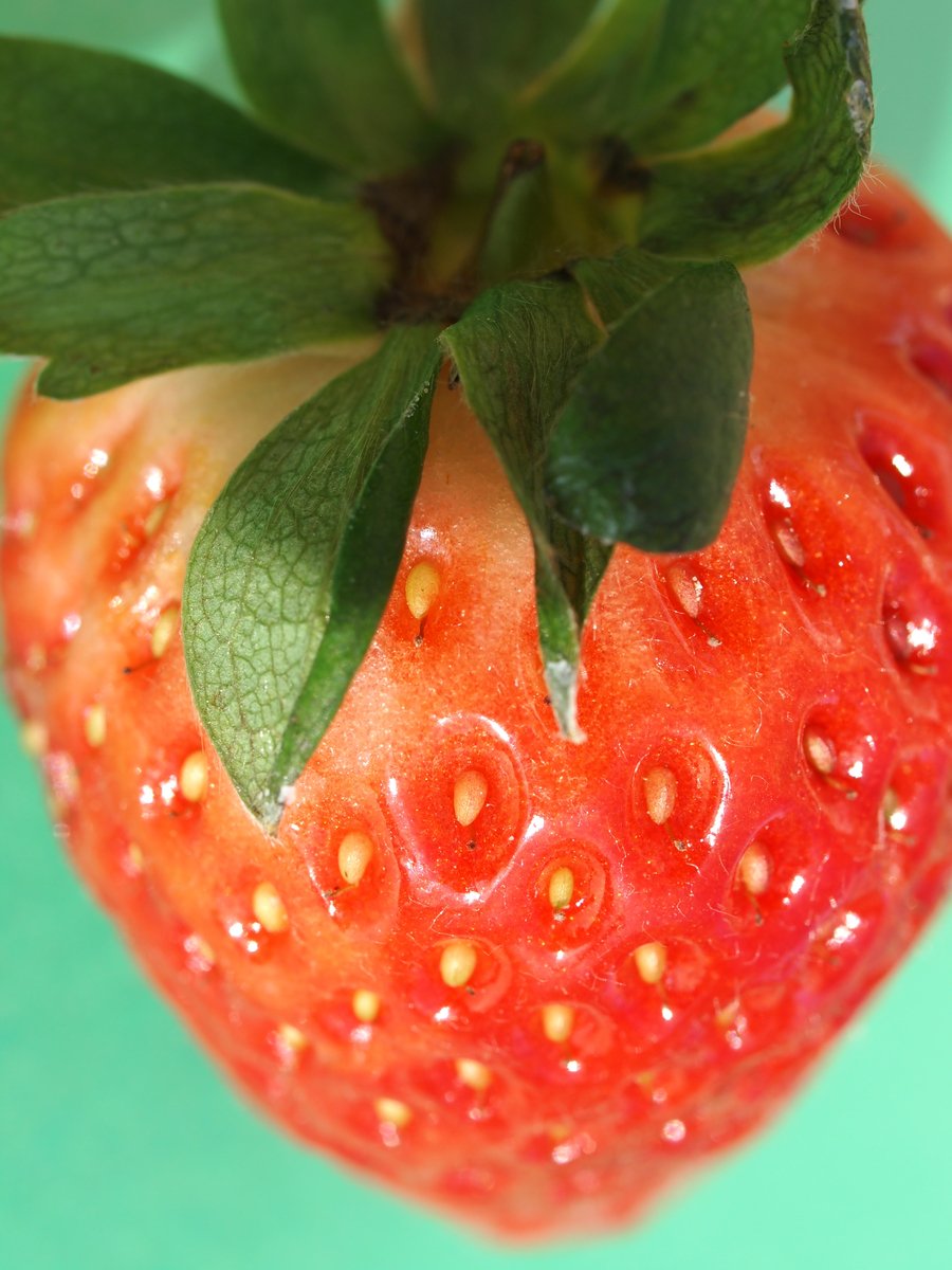 a close up of a single strawberry with leaves