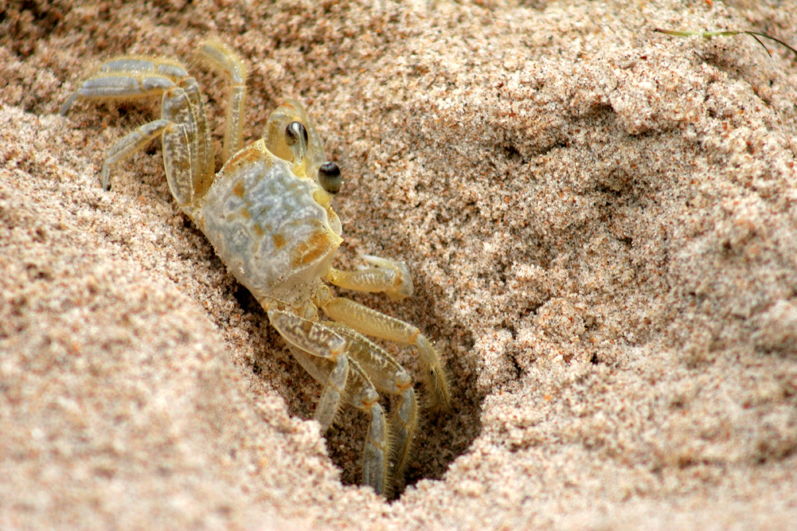 a small crab crawling out of the sand
