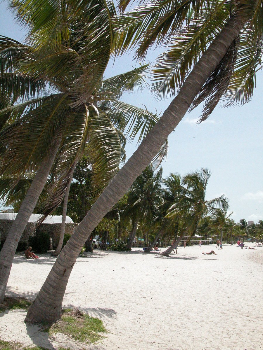 several palm trees are in the middle of a beach