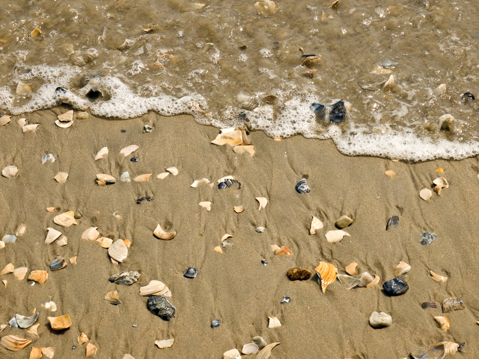 small rocks and shells lay on the sand near the water