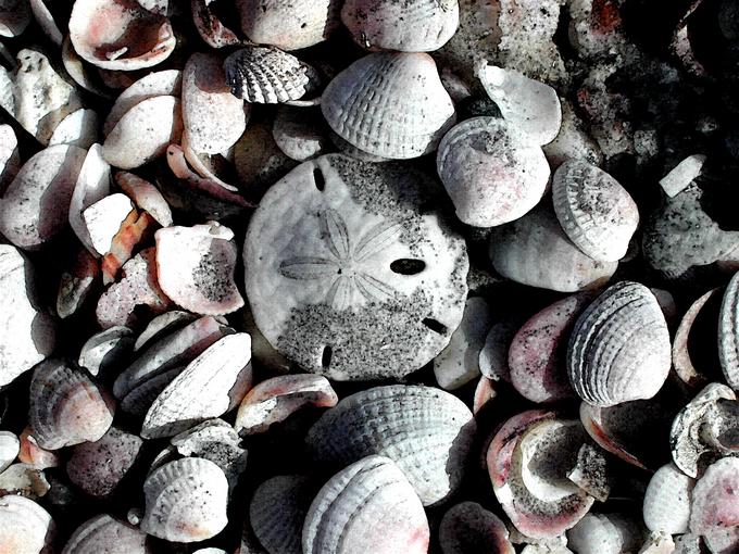 shells, a large rock and an empty bottle are piled together