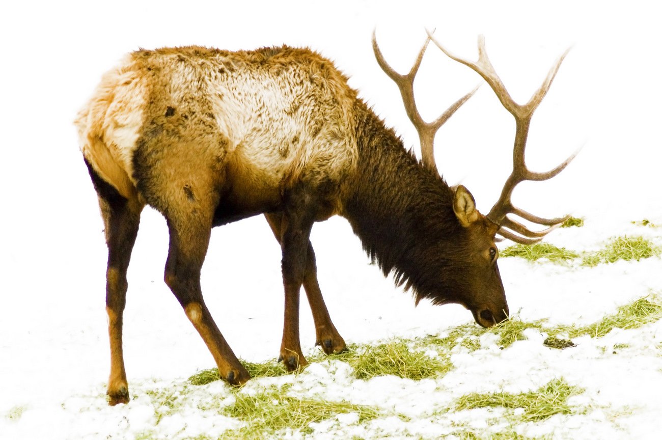 a large animal with horns eating grass on the ground