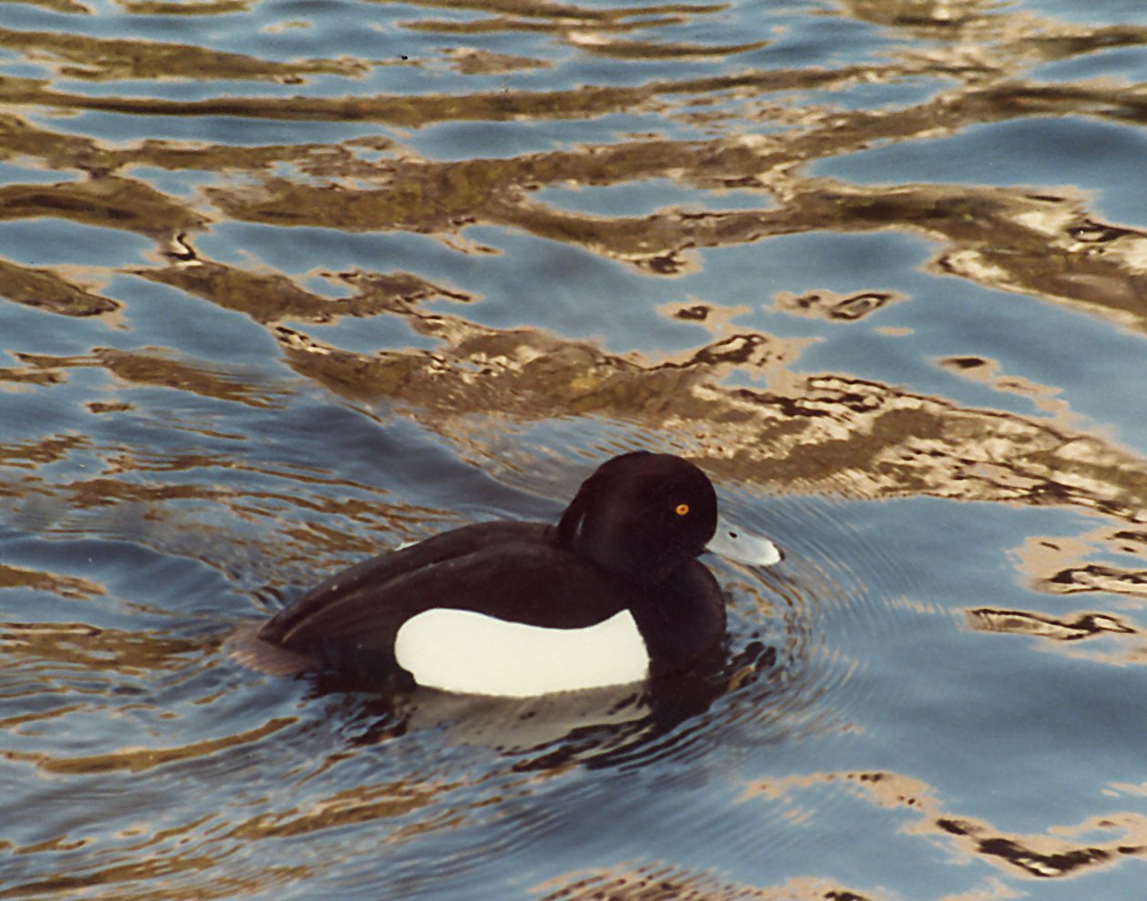 black and white bird in the water with clouds