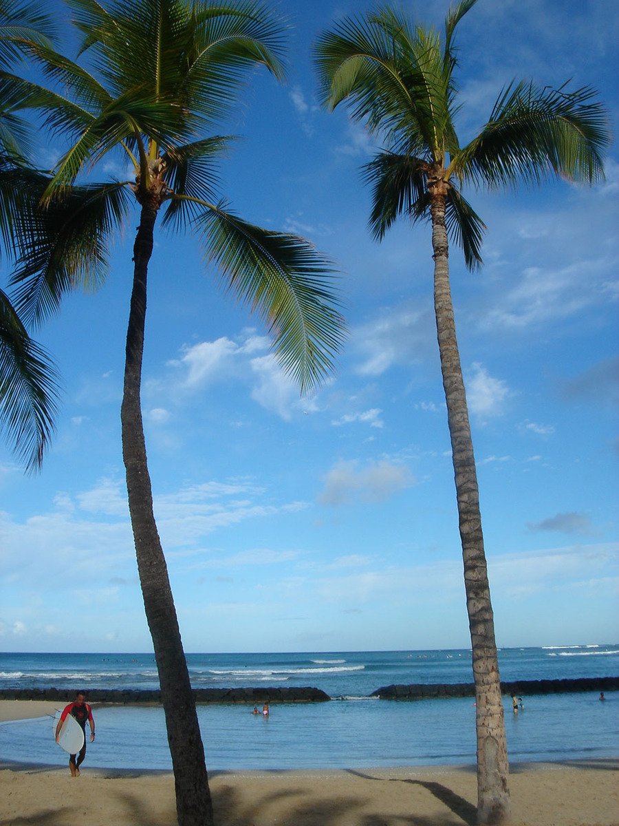 a pair of palm trees stand on a beach