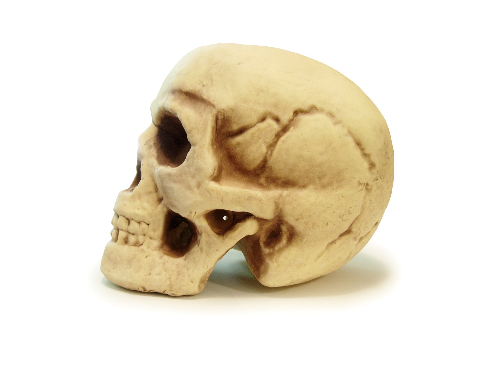 a close up of a skull on a white background