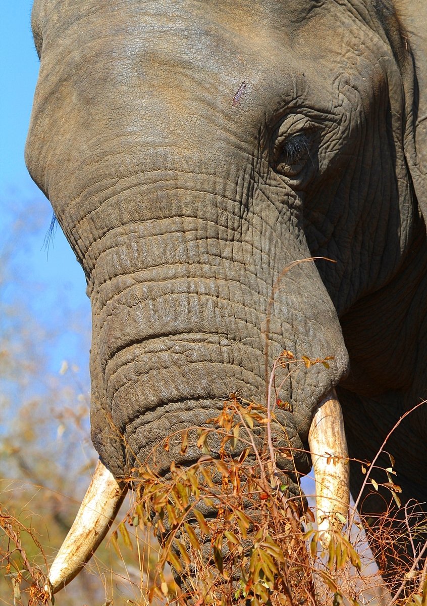 the elephants trunk and tusks are brown