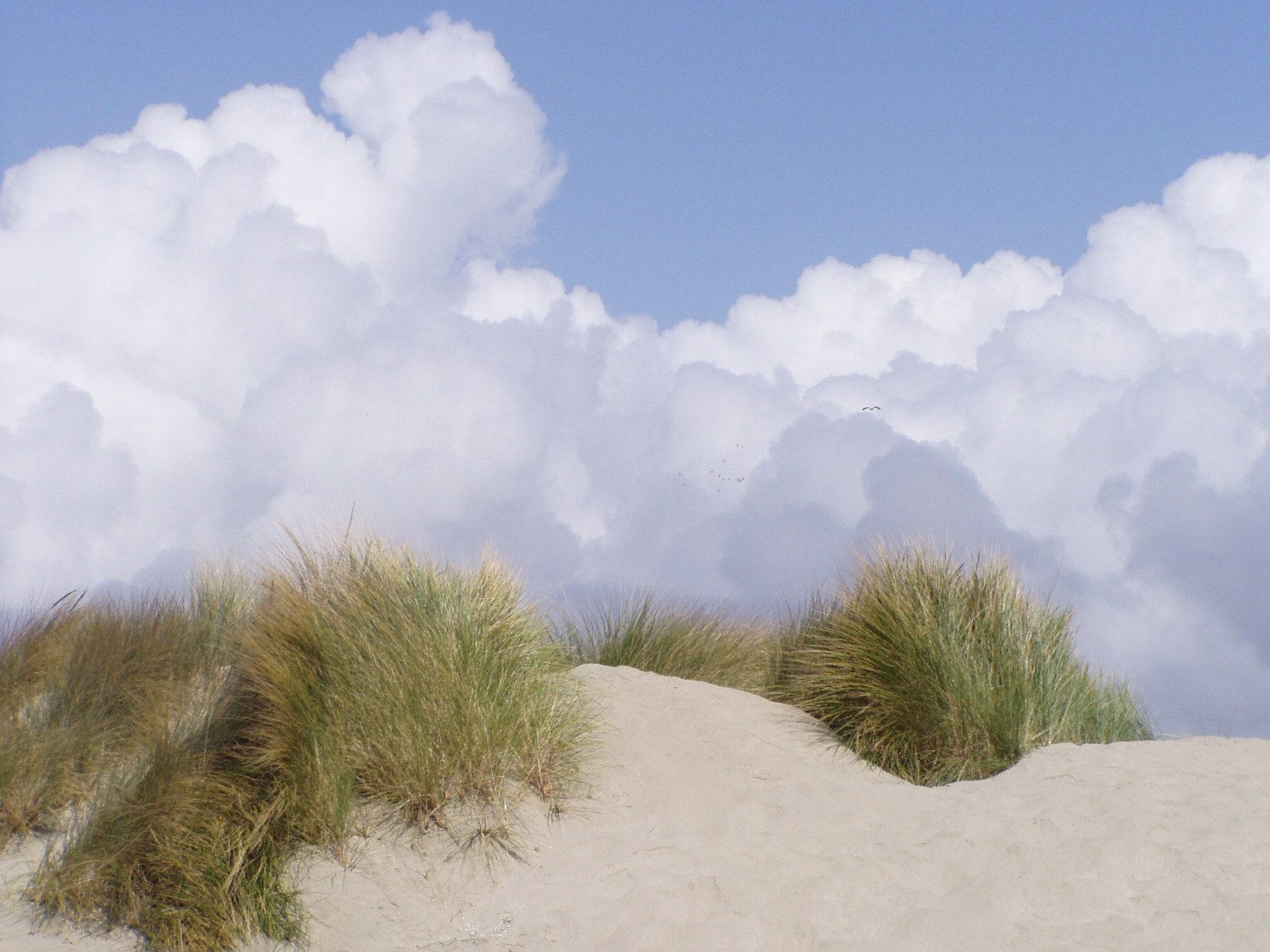 white clouds in the sky over grass and sand