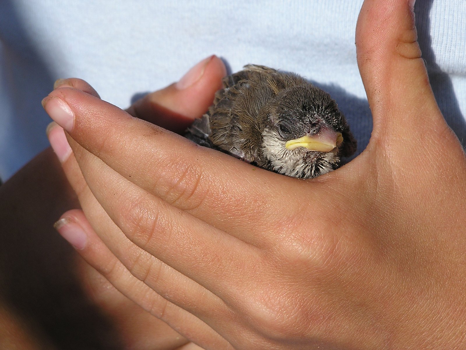 a little bird that is in someone's hands