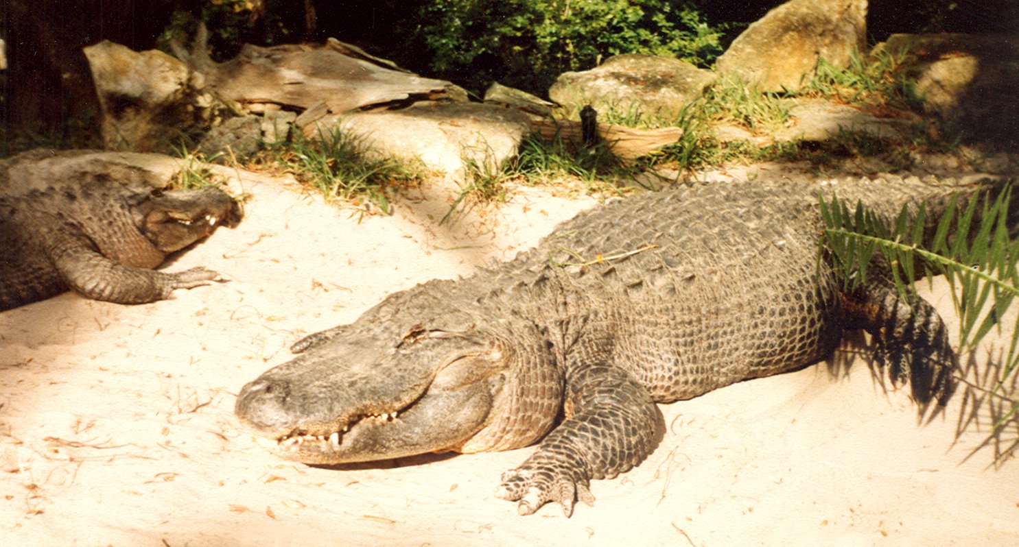 an alligator is lying down on the sand