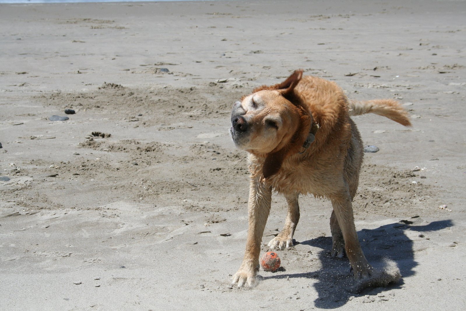 a close up of a dog standing on a beach