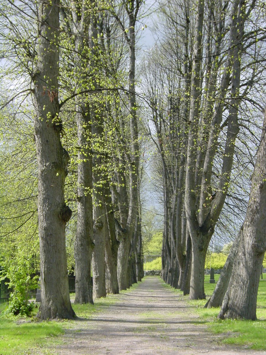 a very long tree lined dirt path with lots of tall trees