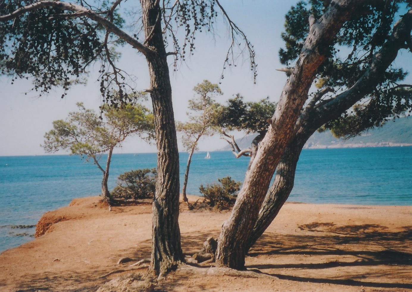 a bunch of trees near the water on a sunny day