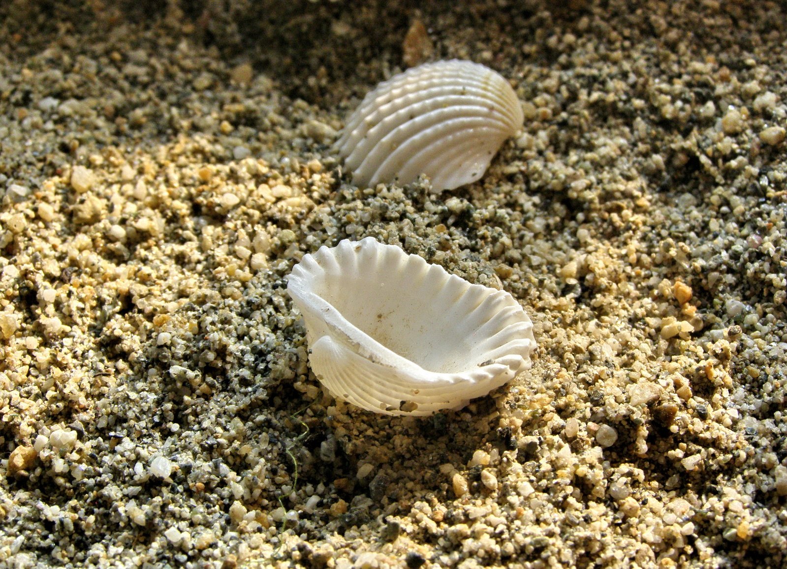 two shells are laying on the sand