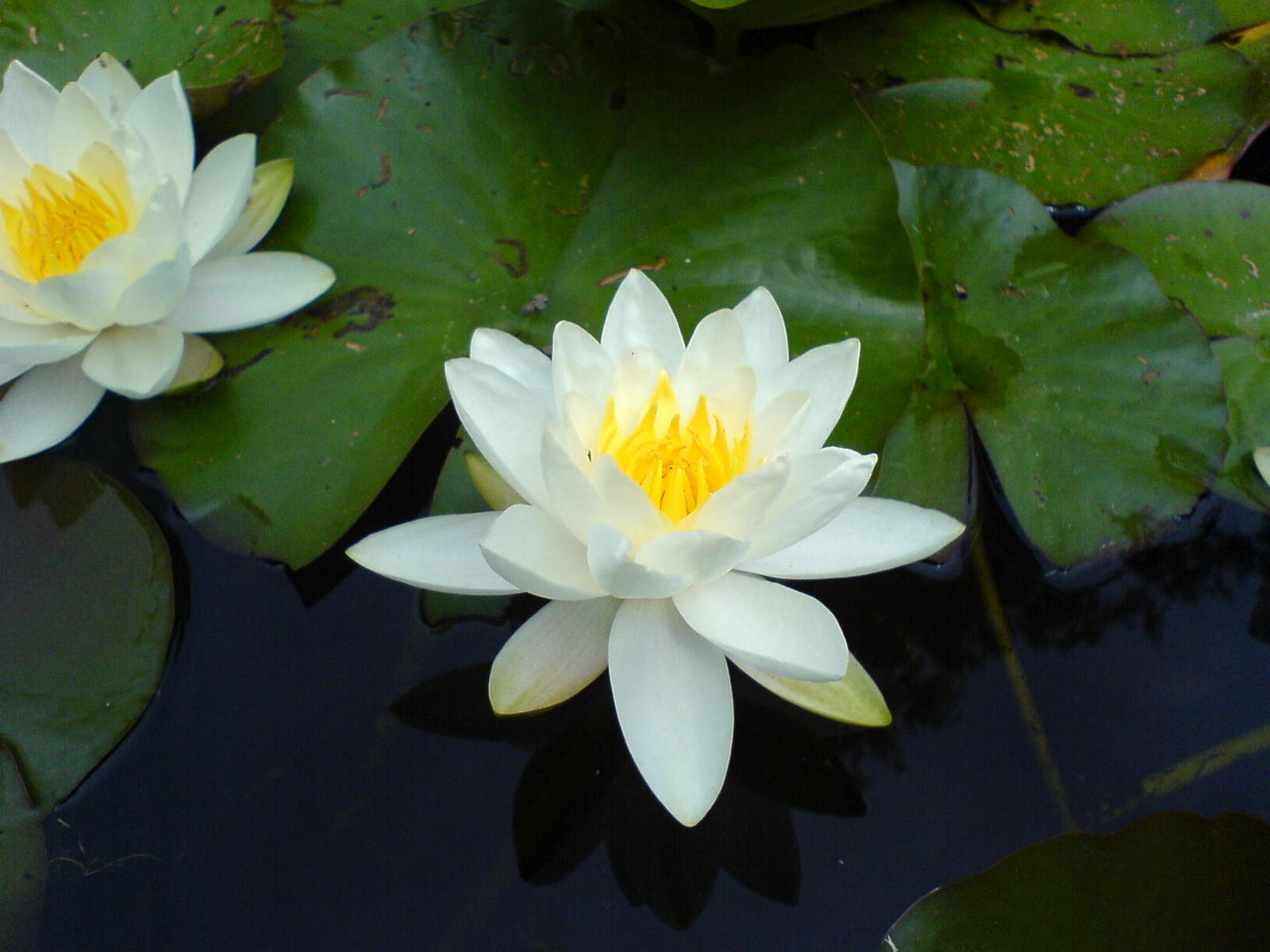 a couple of white flowers floating on top of a body of water