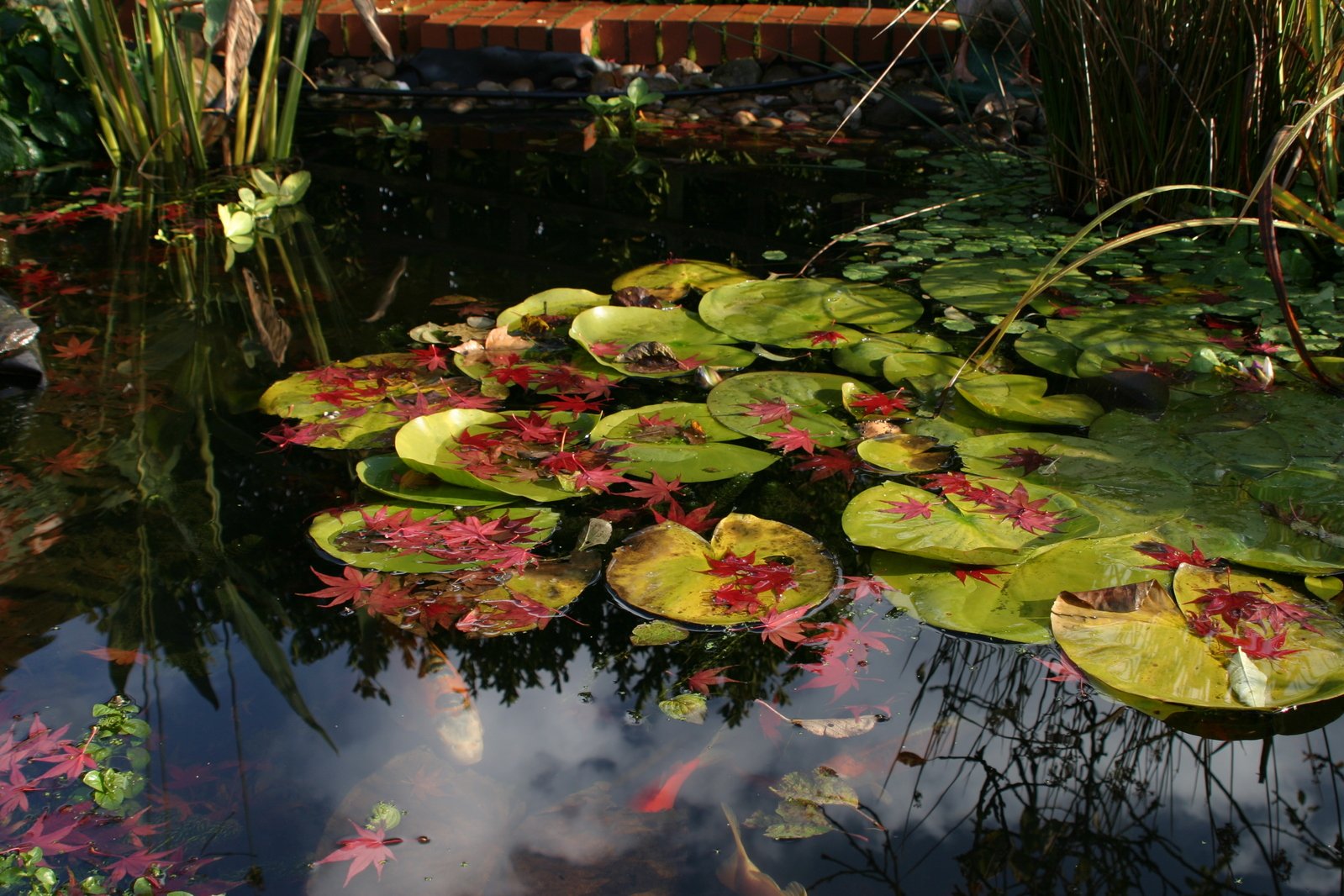 some leaves are in the water and have fallen on it