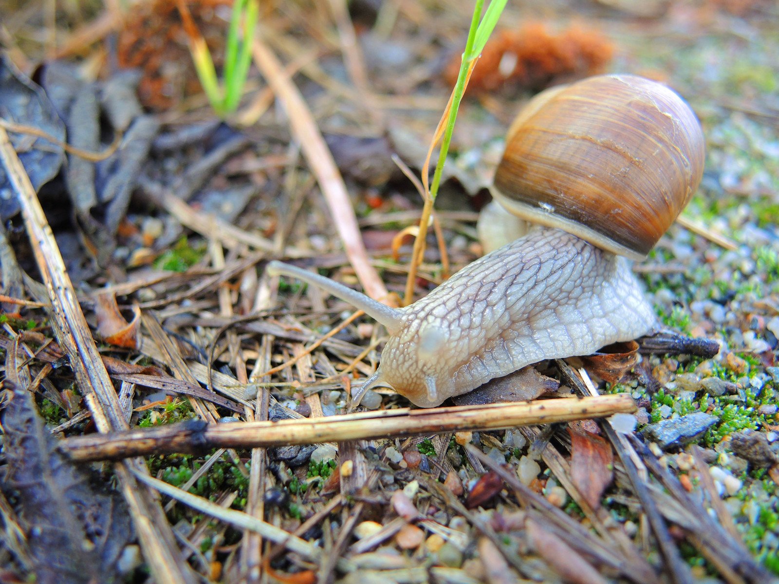 a small snail on the ground among grass