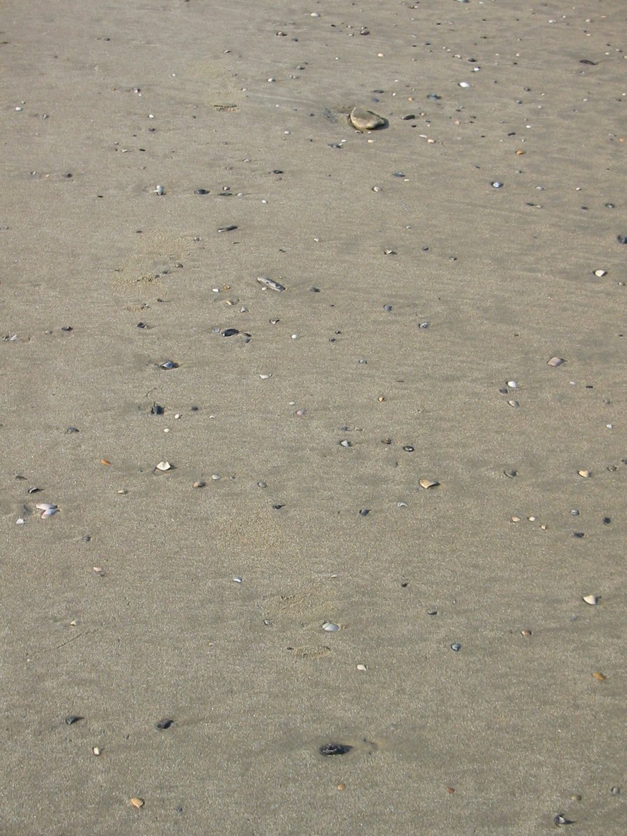 a beach with a group of small shells sitting in the sand