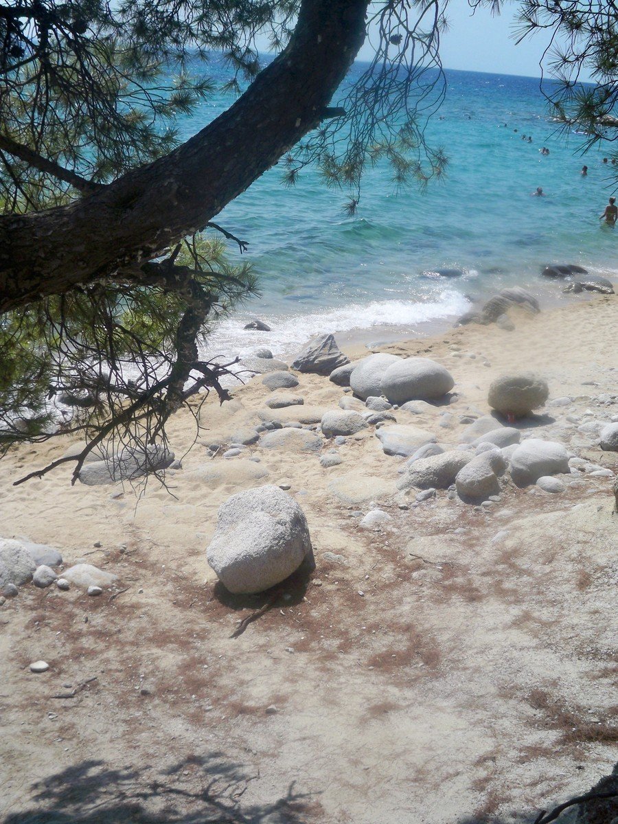 a stone and tree at a beach with some water