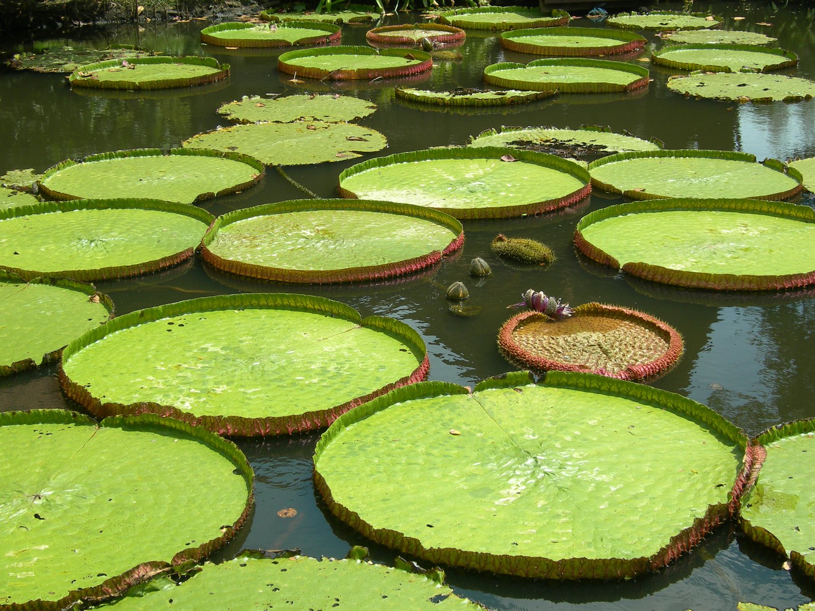 many green leaves floating in water on a pond